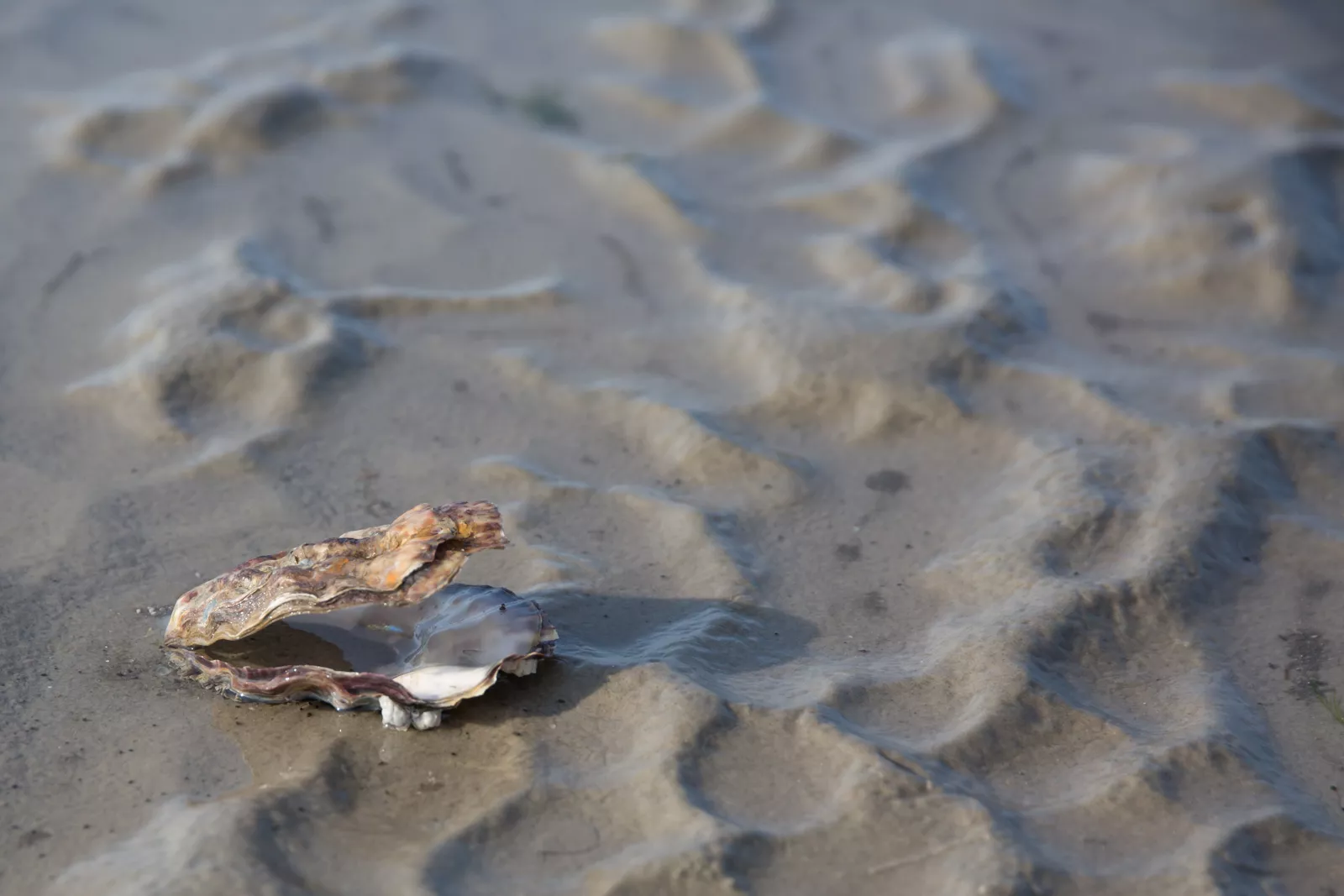 Nordsee-Insel-Urlaub-im-Wattenmeer Nordsee-Insel-Urlaub-im-Wattenmeer